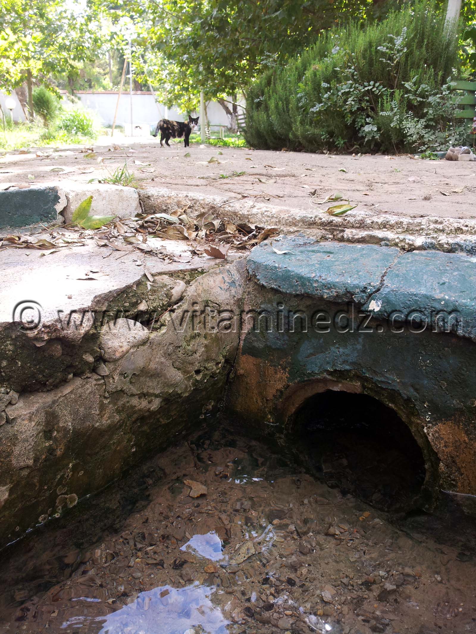 Tlemcen - Ain Fezza, source intarissable d'eau