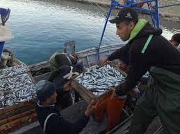 Algérie - Revoilà la sardine