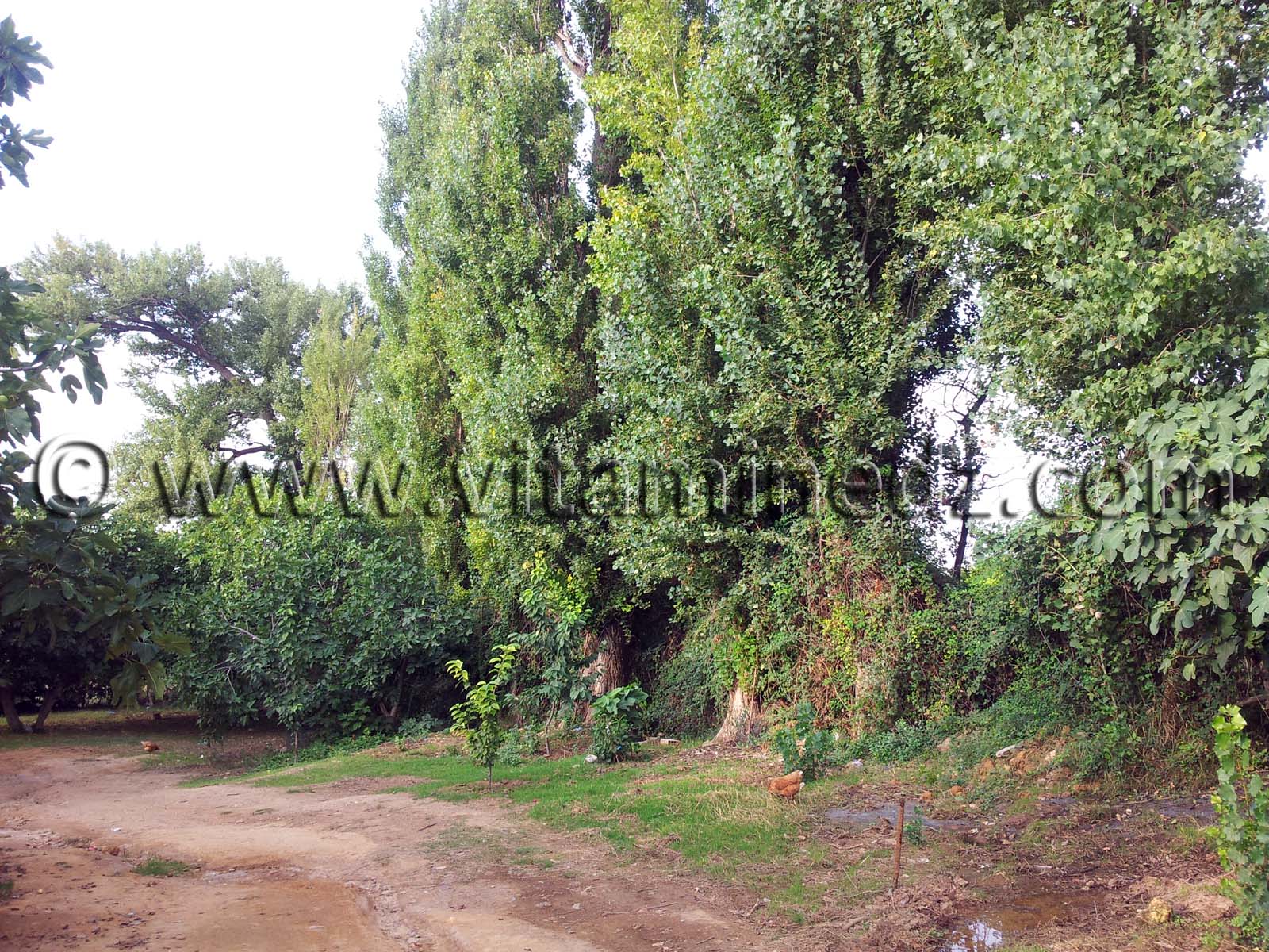 Tlemcen, Village d'El Attar, sur les hauteurs de la ville.