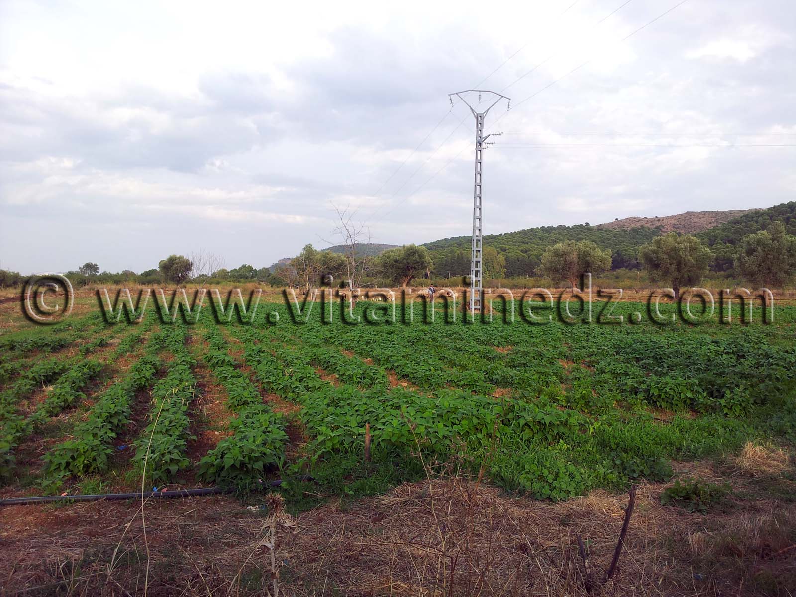Tlemcen, Agriculture au Village d'El Attar, sur les hauteurs de la ville.