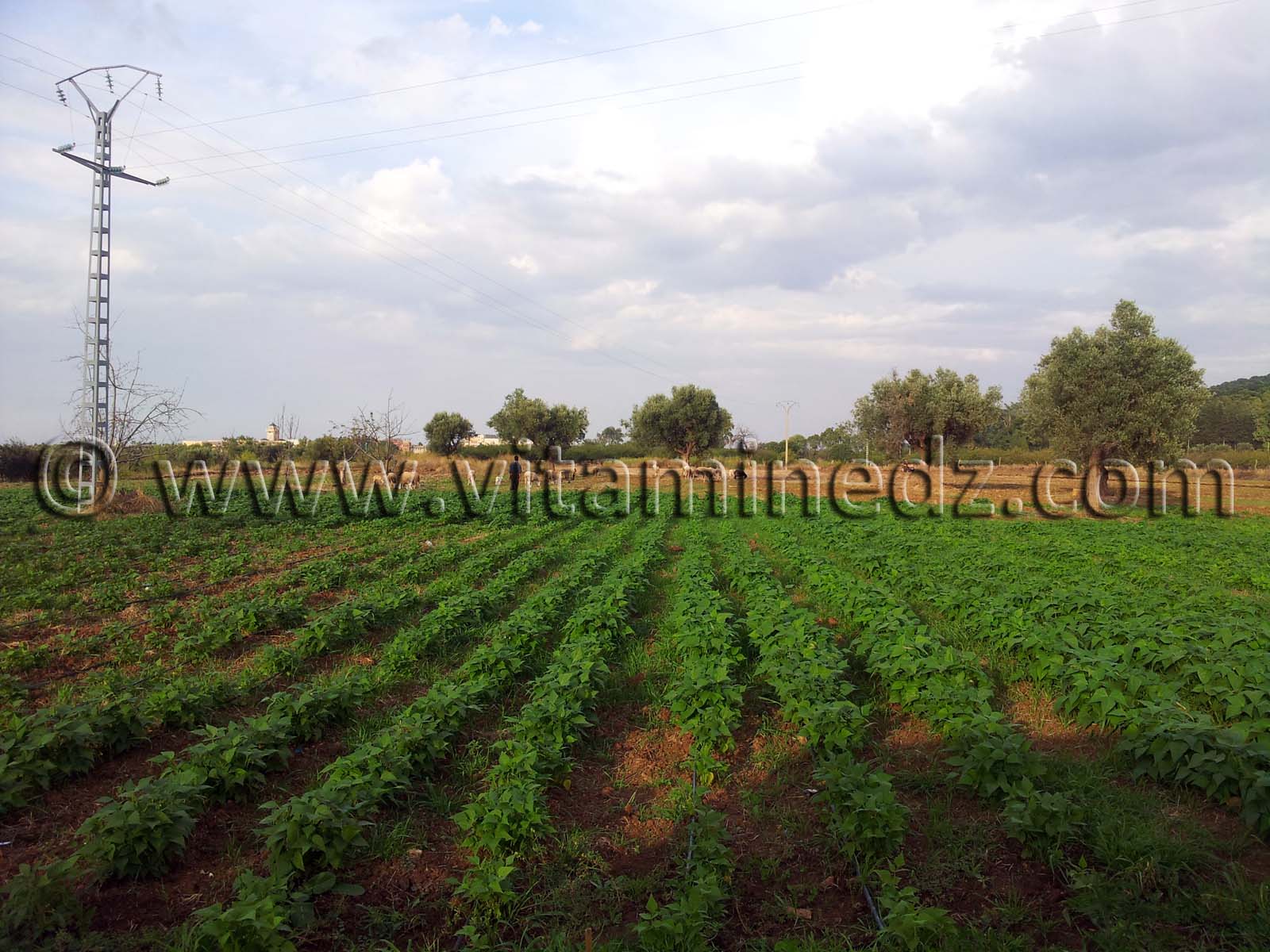 Agriculture à Tlemcen, Village d'El Attar, sur les hauteurs de la ville.
