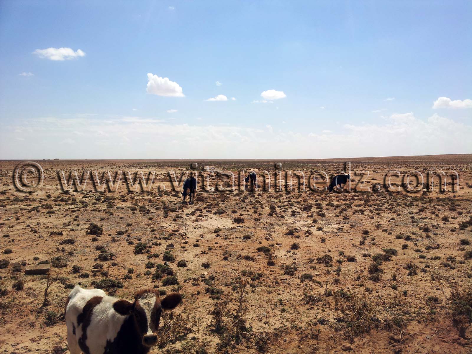 Naama, commune de Kasdir, vastes étendues de terres propices à l'élevage de moutons, bovins ...