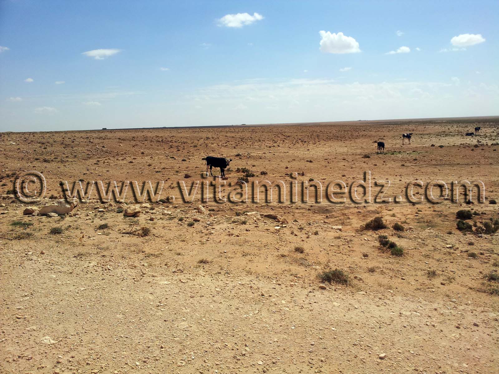 Belles vaches à Naama, commune de Kasdir, vastes étendues de terres propices à l'élevage de moutons, bovins ...