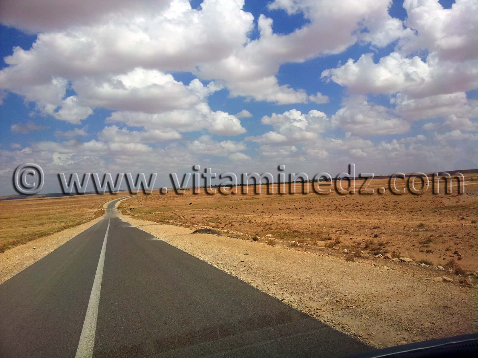 Laaricha wilaya de Tlemcen, vastes étendues de terres propices à l'élevage de moutons, bovins ...