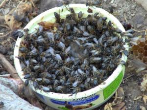 Insolite : en Chine, on prétend soigner avec des piqûres d’abeille