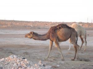 Dromadaires