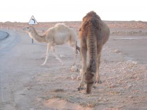 Dromadaires