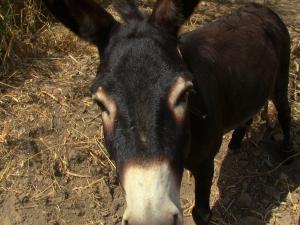 L’Âne ,l'ami de l'homme.
