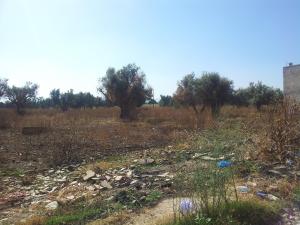 BREA (Abou-Tachfine) : Magouilles terres agricoles