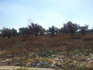 Terres agricoles détournées : oliveraies brulées à Brea