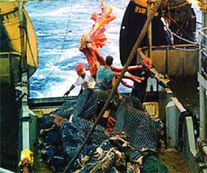 El Tarf -  L’Agence nationale d’exploitation du corail voit le jour