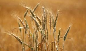 Planète - Production céréalière mondiale: la FAO prévoit une hausse de 8% en 2013