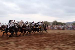 Fantasia - Waada d\'El M\'dedha à Sidi Weriache, Wilaya de Ain Temouchent