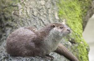 Abadla (Béchar) - Barrage de Djorf Ettorba: La loutre commune en danger