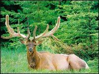 Mhamed Gouichiche, conservateur principal au Centre cynégétique de Zéralda: “Nous prenons en charge d’autres espèces protégées provenant des quatre coins de l’Algérie”