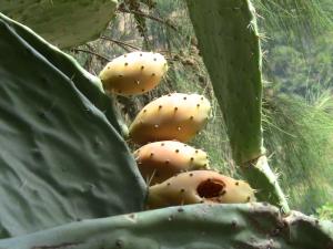 Les vertus des figues de barbaries THIKARMOUSSINES