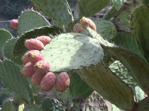 Les vertus des figues de barbaries THIKARMOUSSINES