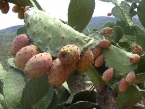 Les vertus des figues de barbaries THIKARMOUSSINES