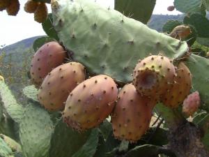 Les vertus des figues de barbaries THIKARMOUSSINES