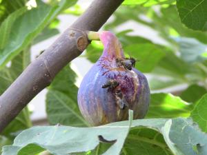 Les figues Fraîche.