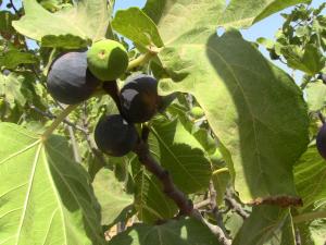 Les figues Fraîche.