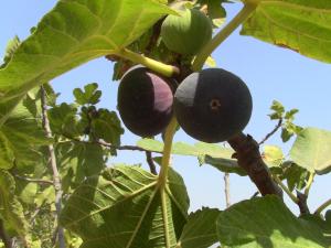 Les figues Fraîche.