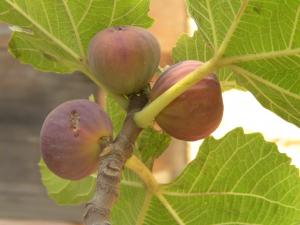 Les figues Fraîche.