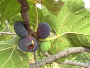 Les figues Fraîche.