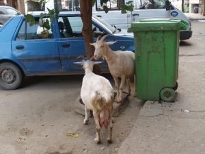 Les chèvres attendent le propriètaire parti prendre son café