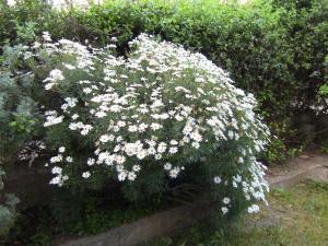 Blida ville des Roses.