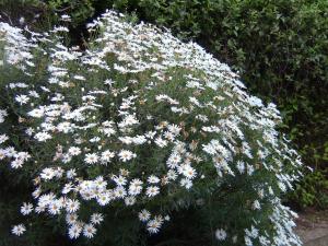 Blida ville des Roses.