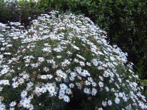 Blida ville des Roses.