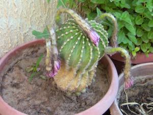 Blida ville des Roses.