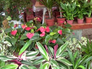 Blida ville des Roses.