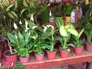 Blida ville des Roses.