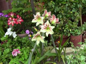 Blida ville des Roses.