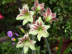 Blida ville des Roses.