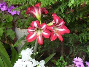 Blida ville des Roses.