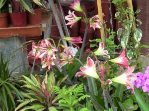 Blida ville des Roses.