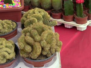 Blida ville des Roses.