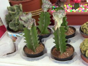 Blida ville des Roses.