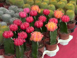 Blida ville des Roses.