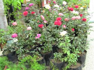 Blida ville des Roses.