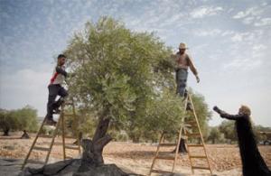 MASCARA -  Oléiculture: Une excellente récolte