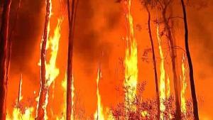 Planète - Incendies en Australie: le feu menace la périphérie de Sydney