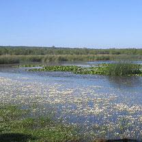 Drean (El-Tarf) -  Ecologie: Des poissons et canards périssent