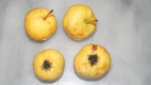 Fruit de l'azerolier (Crataegus azarolus)