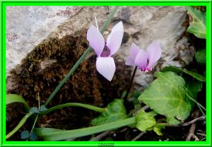Cyclamen hederifolium