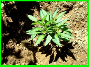 Plant de melon poire (pépino)(Solanum muricatum)