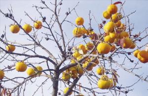 Mechtras (Tizi Ouzou) -  Fête de la plaquemine: D’une culture d’agrément à une vision économique
